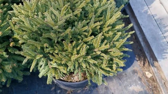 Ель обыкновенная Пумила Глаука (Pumila Glauca) смотреть онлайн
