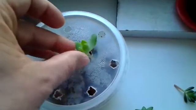 Размножение суккулентов 20170513