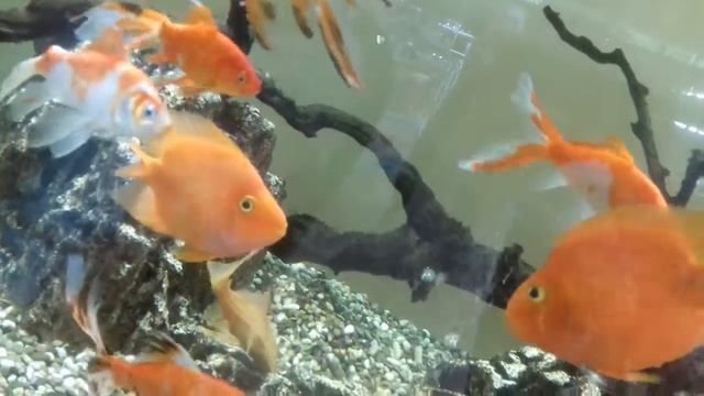 Рыбки целуются смотреть онлайн