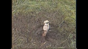 КАТАМАРАНОВ УШЕЛ ЗА ГРИБАМИ.(Лапенко)