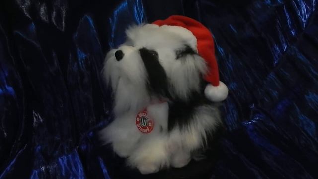 Canine Crooners. Black And White Lhasa Apso Singing Wizzard.In Static. CC. Черно-белый лхасский апс