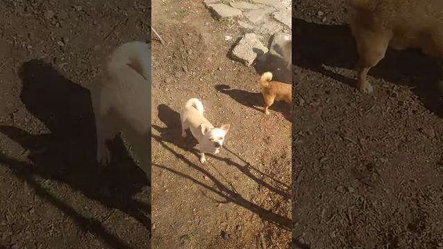 Дневной кефирчик моих чихуахуа смотреть онлайн