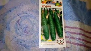 Ознакомление с огурцом F1 Апрельский растет на балконе и окне