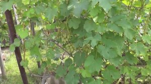 В гостях у виноградарей Пегановых - Урожай винограда разных сортов