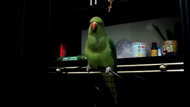 Ожереловый попугай SCHIKO.