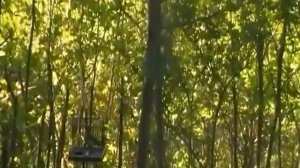 Ловля соловья на самохлоп