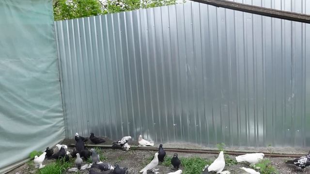 Бойные голуби Беслана.В гостях у Алана.(Бакинские,Ленинаканские,Узбекские) смотреть онлайн