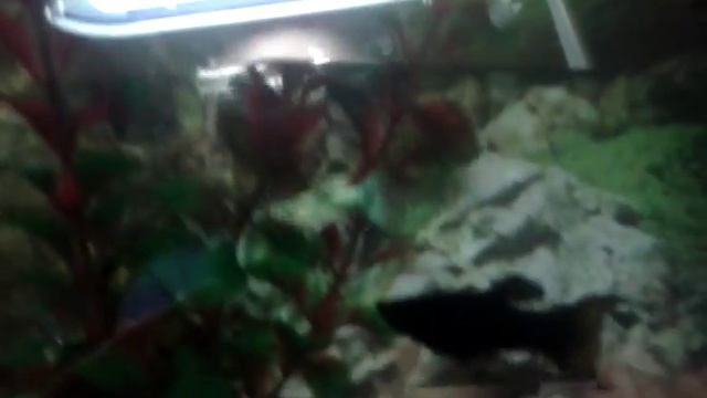 Моя рыбка Буря поёт песню ,,Океан" смотреть онлайн