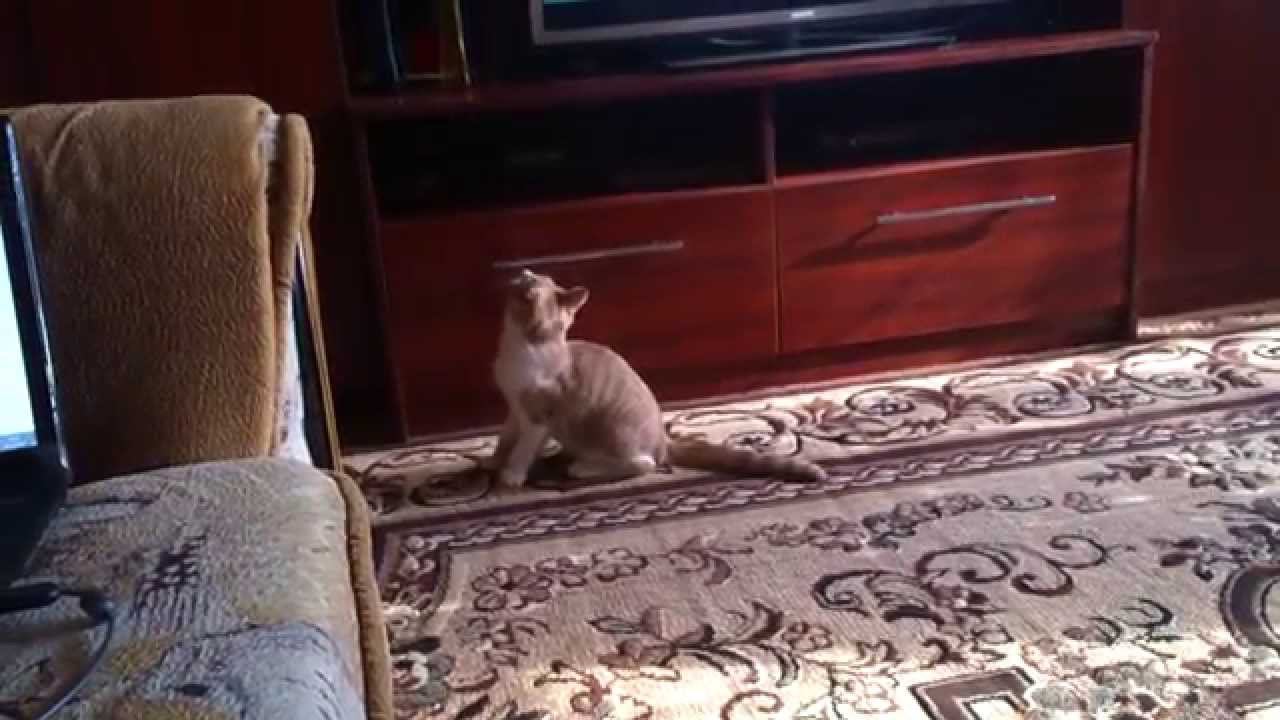 немного подросший Жорик смотреть онлайн
