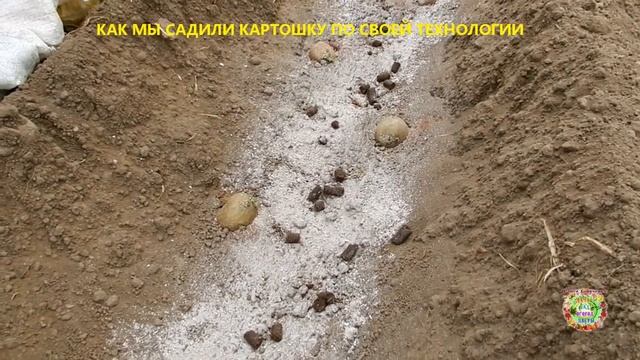 Как правильно сажать картофель. Удобрения при посадке картофеля. Схема посадки картошки. смотреть онлайн