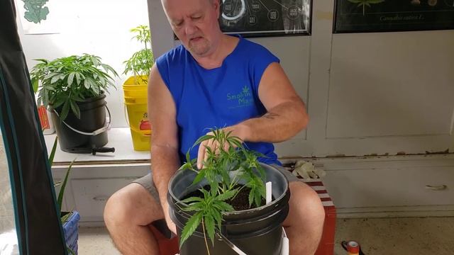 Defoliation (pruning) & training a Blueberry Kush photo feminized. смотреть онлайн