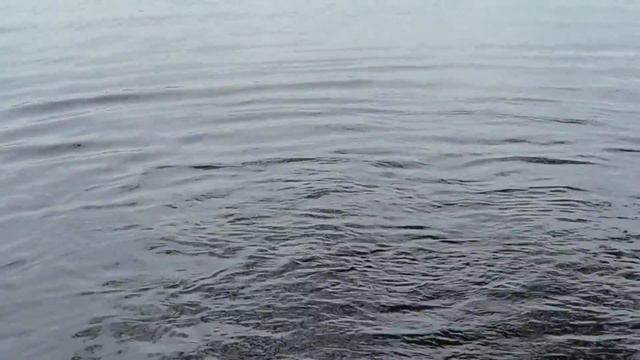 Рыба плещется в нашем озере