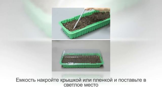 Как вырастить ПОМИДОРЫ в горшках. Ч 1. ТОМАТ ДОМАШНИЙ из семян, пошаговая инструкция смотреть онлайн