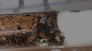 НАШЕЛ МУРАВЬЕВ В ДЕРЕВЯШКЕ! LEPTOTHORAX MUSCORUM.