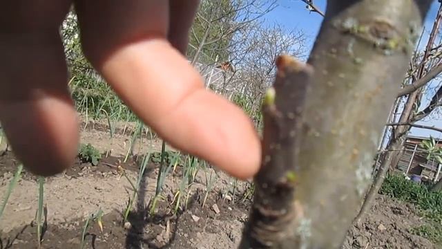 Обрезка колоновидных яблонь Шаг 2 смотреть онлайн