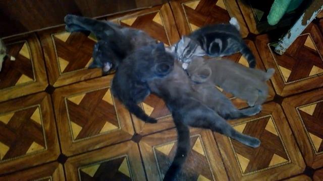 Кошка после родов прощается с котятами. Кошка не умерла