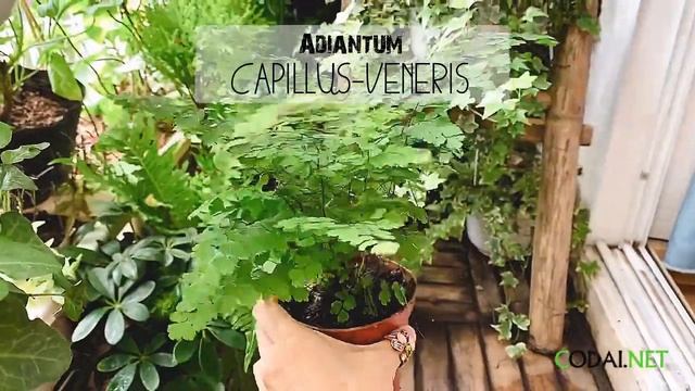 Cây Adiantum capillus-veneris (Dương Xỉ Tóc Thần Vệ Nữ) chậu nhựa смотреть онлайн