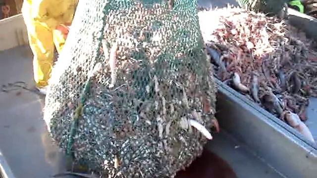 Scampi Trawling