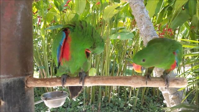The Bird Park on Bali island! (Travel Vlog, Bird Park Bali) смотреть онлайн