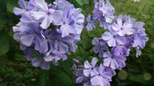 Обзор видов и сортов флоксов.
Флоксы шиловидные. Растопыренные.