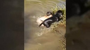 СОБАКИ ЗАЩИЩАЮТ МАЛЕНЬКИХ ДЕТЕЙ и МЛАДЕНЦЕВ