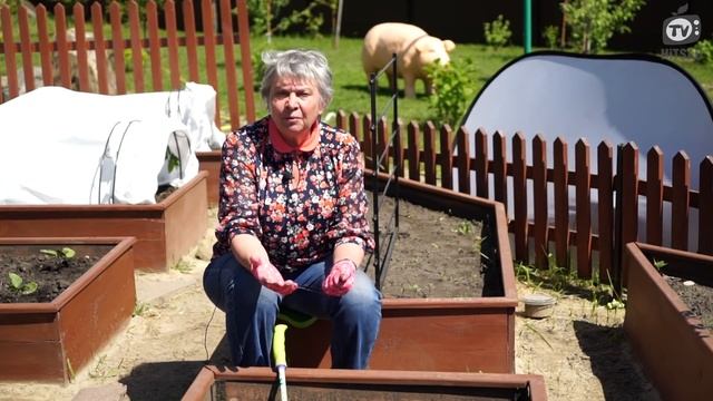 Бобы Улучшают Глинистую Почву на 100% ✔️ Посадка Бобов ? Советы От Хитсад ТВ Выращивайте бобы! смотреть онлайн