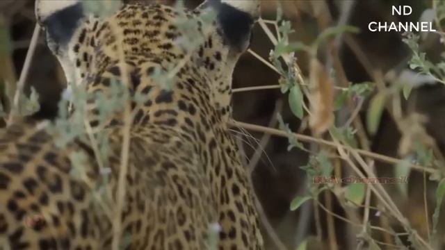 Angry! Panther rushes to rescue the baby Leopard when Giant Python attack | Python vs Leopard смотреть онлайн