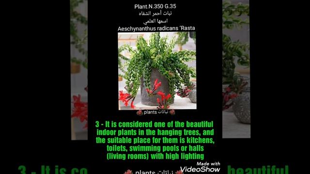 أحمر الشفاه اسمها العلمي Aeschynanthus Radicans ‘Rasta