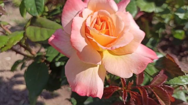 Розы? Невозможно наглядеться!? Новалис, Помпонелла, Пале Роял, Штернталлер и др. смотреть онлайн