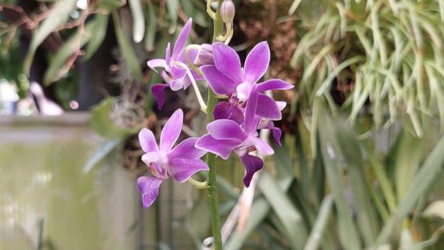 Phalaenopsis ( ex Doritaenopsis) Purple Gem 'Aida' смотреть онлайн
