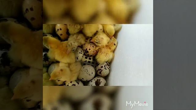 Как вылупляются цыплята смотреть онлайн