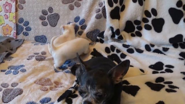 Funny dog Videos-Mirashow/ГИННЕС ОТДЫХАЕТ!!! (СЕРИЯ 8)Спасение щенков оставшихся без мамы!!! смотреть онлайн