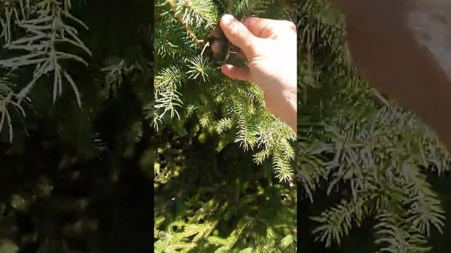 Picea engelmannii смотреть онлайн