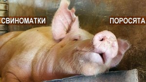Свиноматки и поросята. Содержание свиней в фермерском хозяйстве Павла Дергачёва
