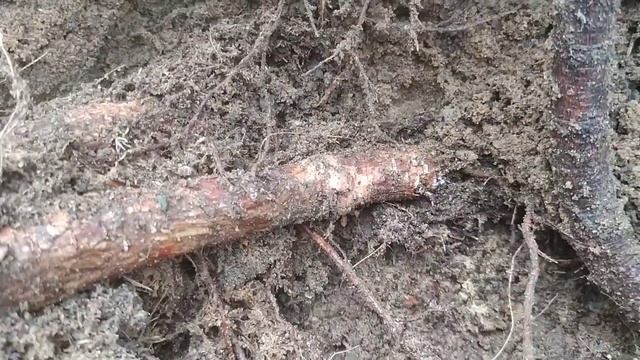 Формирование зелёной изгороди возле забора. смотреть онлайн