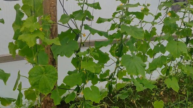 2 июня 2022 год. выращивание огурца Артист, Бьерн. смотреть онлайн