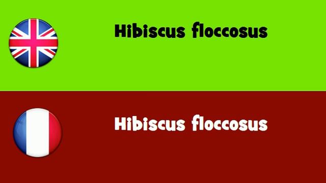 FROM ENGLISH TO FRENCH = Hibiscus floccosus смотреть онлайн