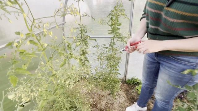 Почему у нас ПОМИДОРЫ СЛАДКИЕ, а у соседей ведра кислятины! смотреть онлайн