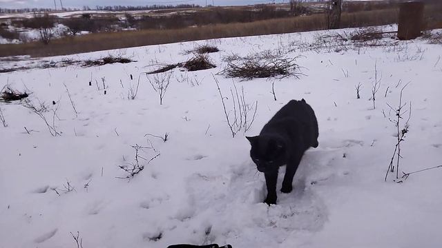 Черный Снег Белый Кот смотреть онлайн