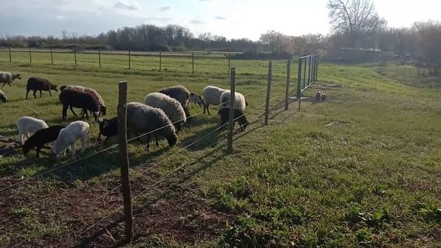 Электропастух для животных I Тест и демонстрация смотреть онлайн