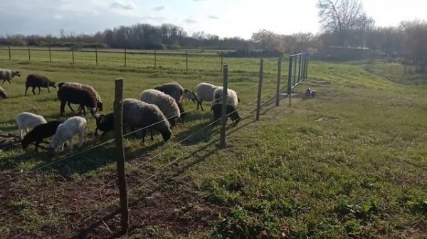 Электропастух для животных I Тест и демонстрация