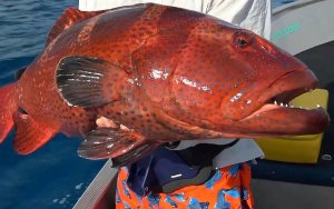 РЫБАЛКА НА СЕЙШЕЛЬСКИХ ОСТРОВАХ!!!