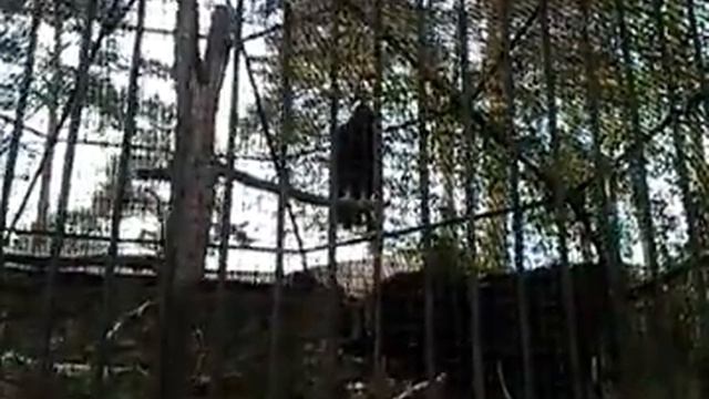 Рижский Зоопарк Птица Кондор смотреть онлайн