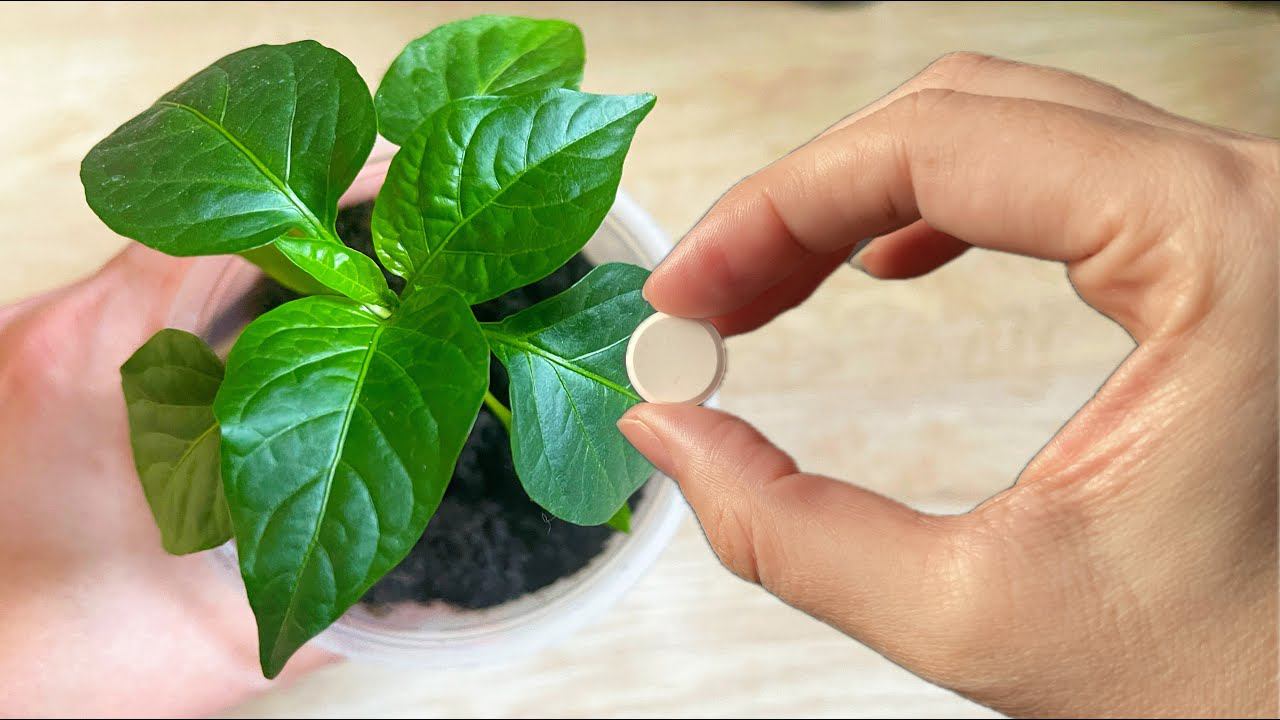 Рассада зеленеет и растет на глазах! Одна таблетка на литр воды! Средство из аптеки для рассады. смотреть онлайн