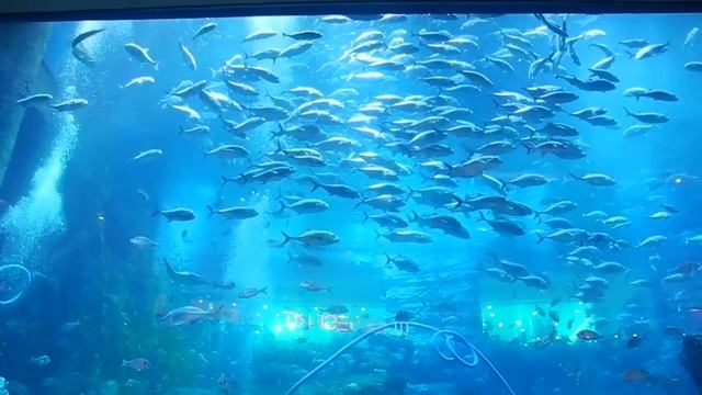Dubai mall aquarium - самый большой в мире аквариум смотреть онлайн