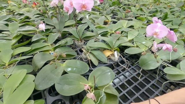 Прогулка по ферме Mituo