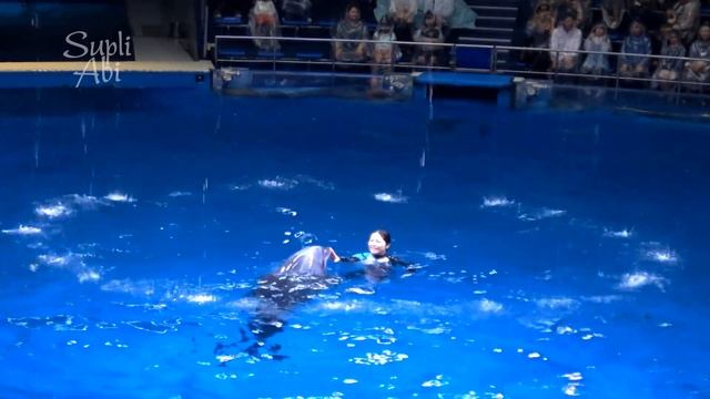 Dolphin Day Show Shinagawa Maxell Aqua Park. Sea Animal Show 7【4K】 смотреть онлайн