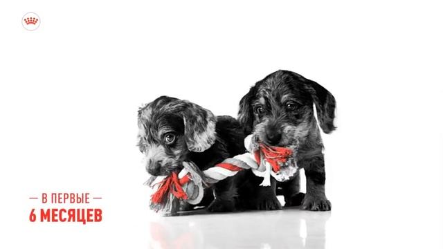 Корм Royal Canin для щенков. Полноценное питание для здорового роста смотреть онлайн