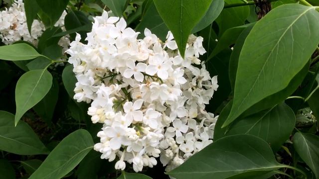 сорт сирени S h "Sister Justina" смотреть онлайн