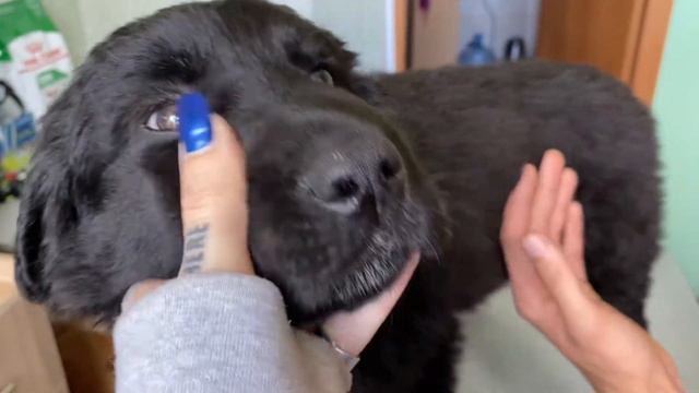 1. мы взяли щенка из приюта / личные откровения | PUSHKA VLOG